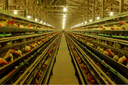 星空保護区に認定された岡山県井原市美星町の自社養鶏場でエサにこだわって生産ブランド卵「星の里たまご」を生産しております。